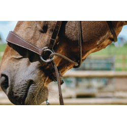 Bitless-Zaumzeug Norton Havanna Braun