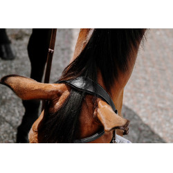 Bitless-Zaumzeug Norton Schwarz