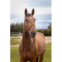 Ethologisches Halfter mit Zügeln