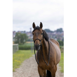 Ethologisches Halfter mit Zügeln Schwarz