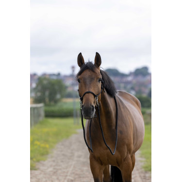 Ethologisches Halfter mit Zügeln Schwarz