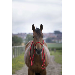 Ethologisches Halfter mit Zügeln Rot
