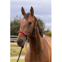 ETHOLOGISCHES HALFTER + FARBIGE STRICKLEINE Neonfuchsie Rosa