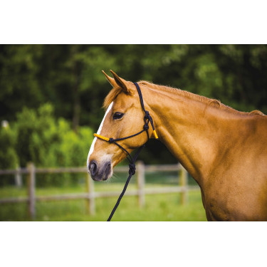 ETHOLOGISCHES HALFTER + FARBIGE STRICKLEINE