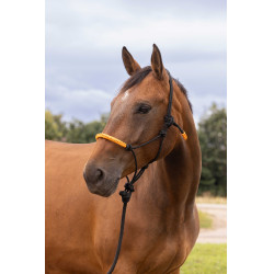 ETHOLOGISCHES HALFTER + FARBIGE STRICKLEINE