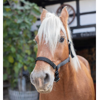 Halfter Norton Kaltblut Schwarz Halfter Norton Kaltblut Schwarz