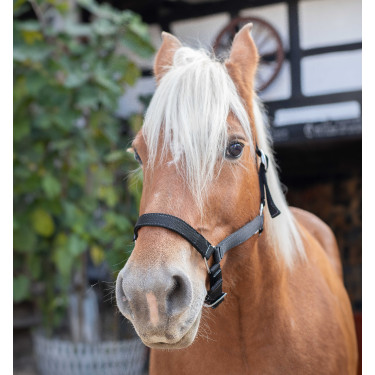 Halfter Norton Kaltblut Schwarz Halfter Norton Kaltblut Schwarz