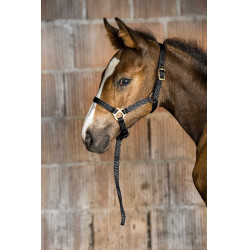 Nylon-Fohlenhalfter Schwarz