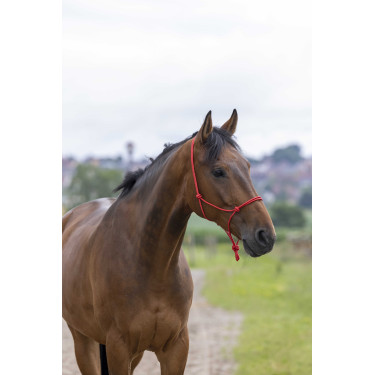 Ethologisches Halfter Seil Fein Rot Ethologisches Halfter Seil Fein Rot