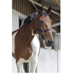 Erstes Halfter Erstes Halfter