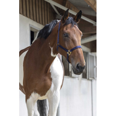 Erstes Halfter Erstes Halfter