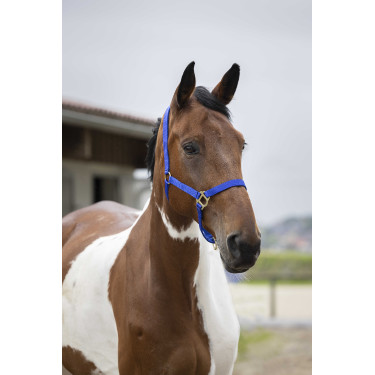 Nylonhalfter doppellagig mit Schnallenverschlüssen Norton Königsblau