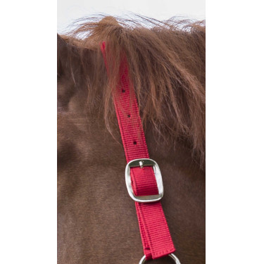 Halfter- und Führstrick-Set Club Rot Halfter- und Führstrick-Set Club Rot