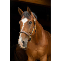 Lederhalfter Grooming Eric Thomas Pro Havanna Braun