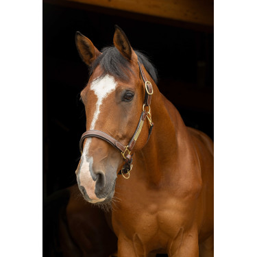 Lederhalfter Grooming Eric Thomas Pro Havanna Braun Lederhalfter Grooming Eric Thomas Pro Havanna Braun