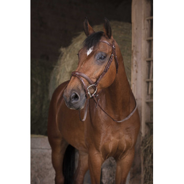 Gummizügel Norton Pro Havanna Braun