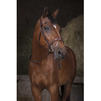 Zügel Gurt Norton Pro Schwarz / Weiß