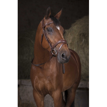 Zügel Gurt Norton Pro Havanna / Weiß Braun