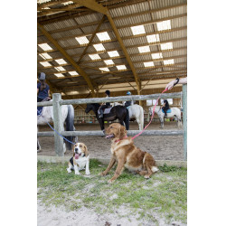 Nylon-Leine Diego & Louna für Hunde Anthrazit Grau