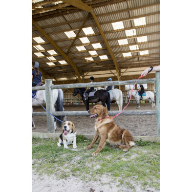 Nylon-Leine Diego & Louna für Hunde Anthrazit Grau