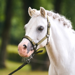 Halfter Imperial Riding Rebel Olivgrün Gr&uuml;n