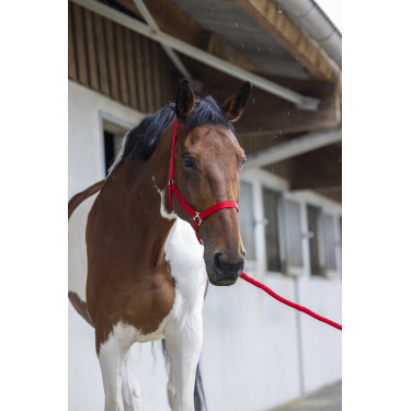 Halfter- und Führstrick-Set Club Rot Halfter- und Führstrick-Set Club Rot