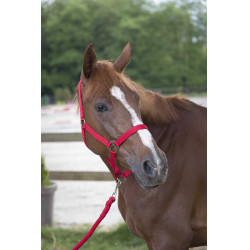 Halfter- und Führstrick-Set Club Rot Halfter- und Führstrick-Set Club Rot