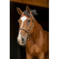 Lederhalfter Grooming Eric Thomas Pro Havanna Braun