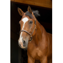 Lederhalfter Grooming Eric Thomas Pro Havanna Braun Lederhalfter Grooming Eric Thomas Pro Havanna Braun