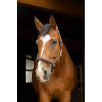 Anatomisches Halfter Norton Pro Havanna Braun