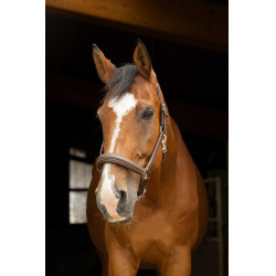 Anatomisches Halfter Norton Pro Havanna Braun Anatomisches Halfter Norton Pro Havanna Braun