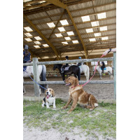 Nylon-Leine Diego & Louna für Hunde Koralle Rot