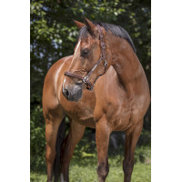 Lederhalfter Norton Pro Grooming Schwarz