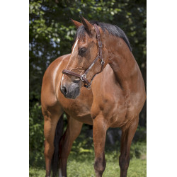 Lederhalfter Norton Pro Grooming Havanna Braun