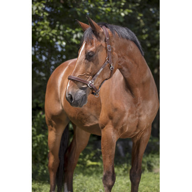 Lederhalfter Norton Pro Grooming Schwarz