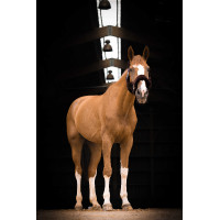 Halfter Equithème Teddy Grün / Braun Gr&uuml;n