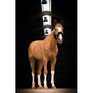 Halfter Equithème Teddy Marine / Braun Blau