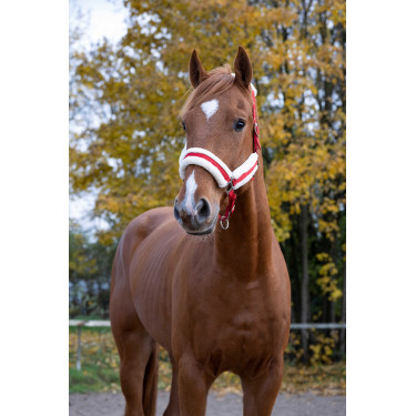 Norton Komfort Halfter Rot