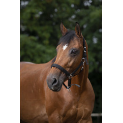 Norton Halfter aus Nylon mit Neopren unterlegt Schwarz Norton Halfter aus Nylon mit Neopren unterlegt Schwarz