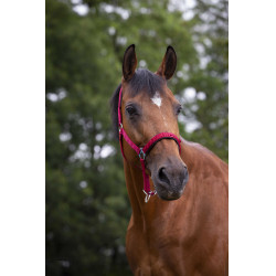 Norton Halfter aus Nylon mit Neopren unterlegt Rot