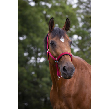 Norton Halfter aus Nylon mit Neopren unterlegt Rot