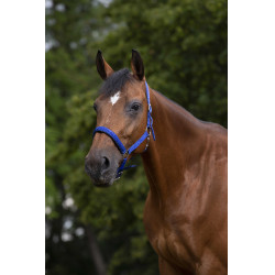 Norton Halfter aus Nylon mit Neopren unterlegt Königsblau