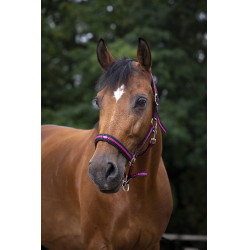 Norton Halfter aus Nylon mit Neopren unterlegt Schwarz / Himbeere
