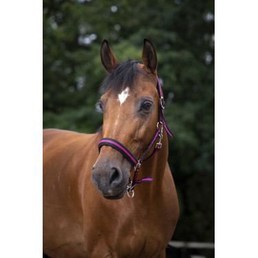 Norton Halfter aus Nylon mit Neopren unterlegt Schwarz / Himbeere