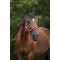 Norton Halfter aus Nylon mit Neopren unterlegt Rot