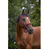 Norton Halfter aus Nylon mit Neopren unterlegt Rot