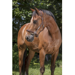 Lederhalfter Norton Pro Grooming Lederhalfter Norton Pro Grooming