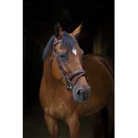 Trensenzaum Eric Thomas Pro Wave Schwarz