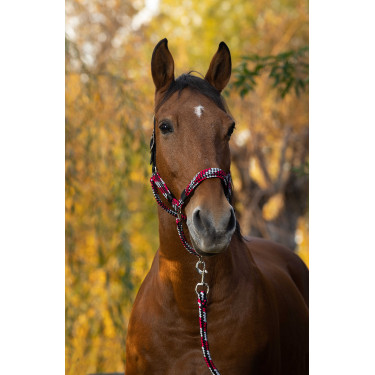 Halfter + Führstrick Equitheme Geflochten Fuchsie / Grau / Schwarz Rosa