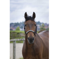 Ethologisches Halfter Norton Pearl Schwarz